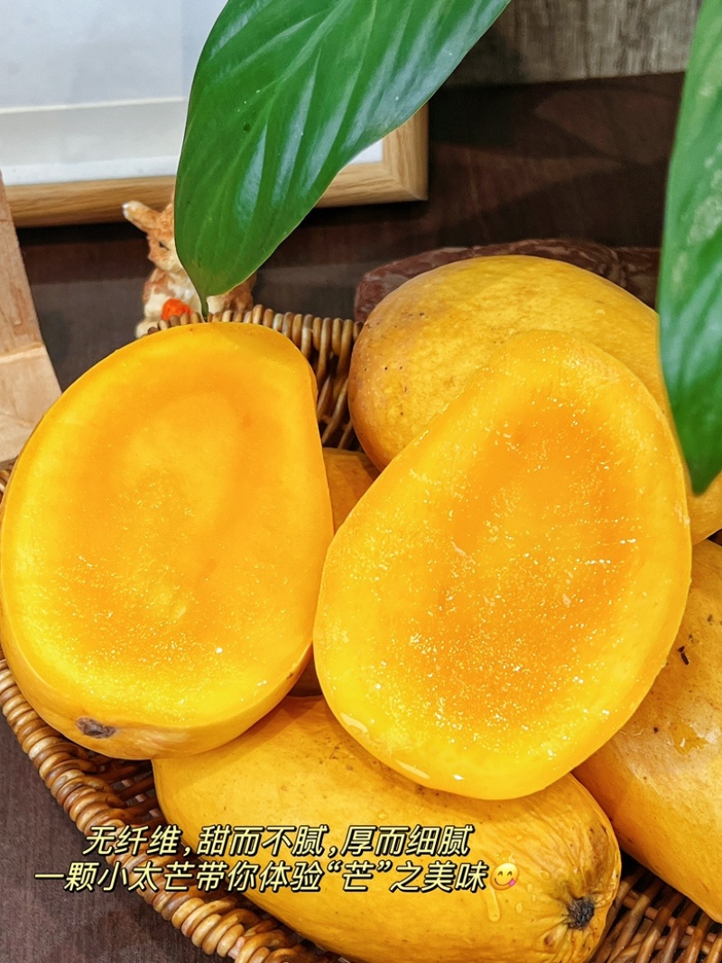 【一件代发产地直出物美价廉】海南小台芒