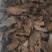 《热销》制锁阳（祥泰药材栈）中药材批发零售产地大货薄利多
