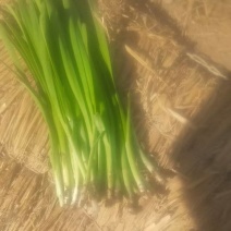 精品韭菜烟卷粗的好韭菜