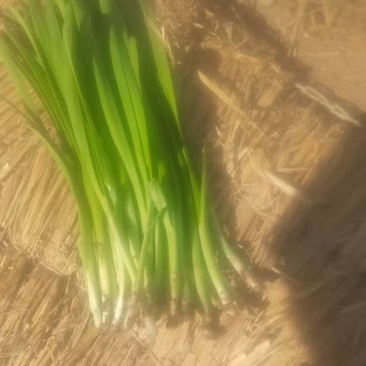 精品韭菜烟卷粗的好韭菜