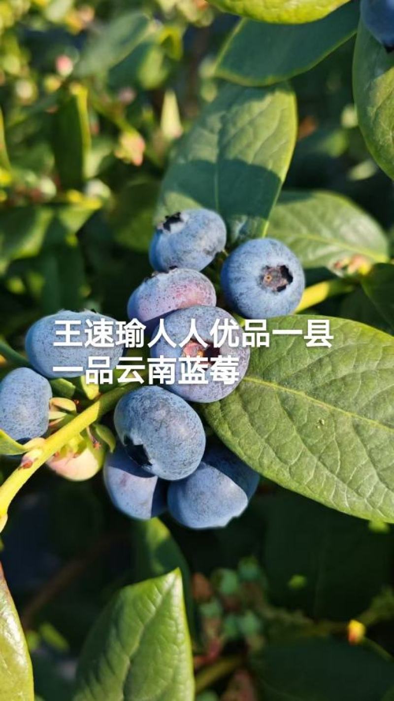 云南蓝莓