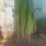 精品韭菜烟卷粗的好韭菜