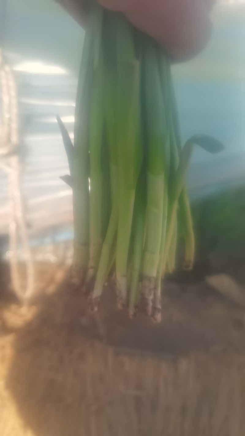 精品韭菜烟卷粗的好韭菜