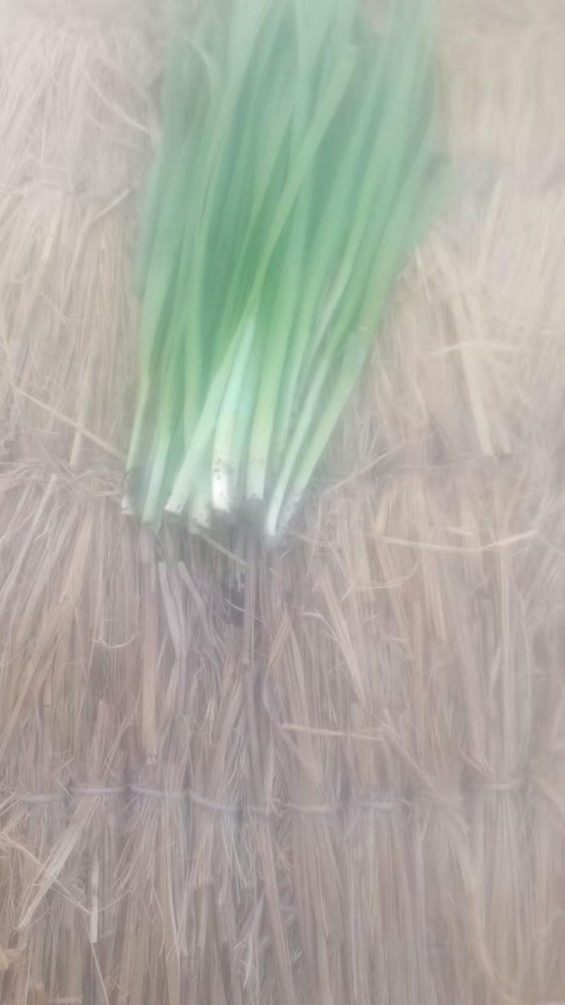 精品韭菜烟卷粗的好韭菜
