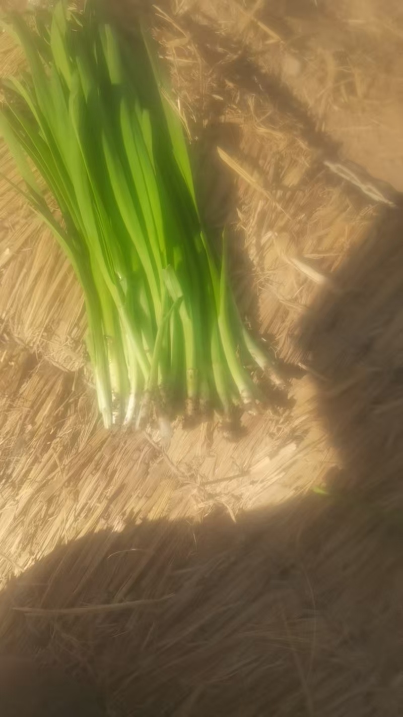 精品韭菜烟卷粗的好韭菜