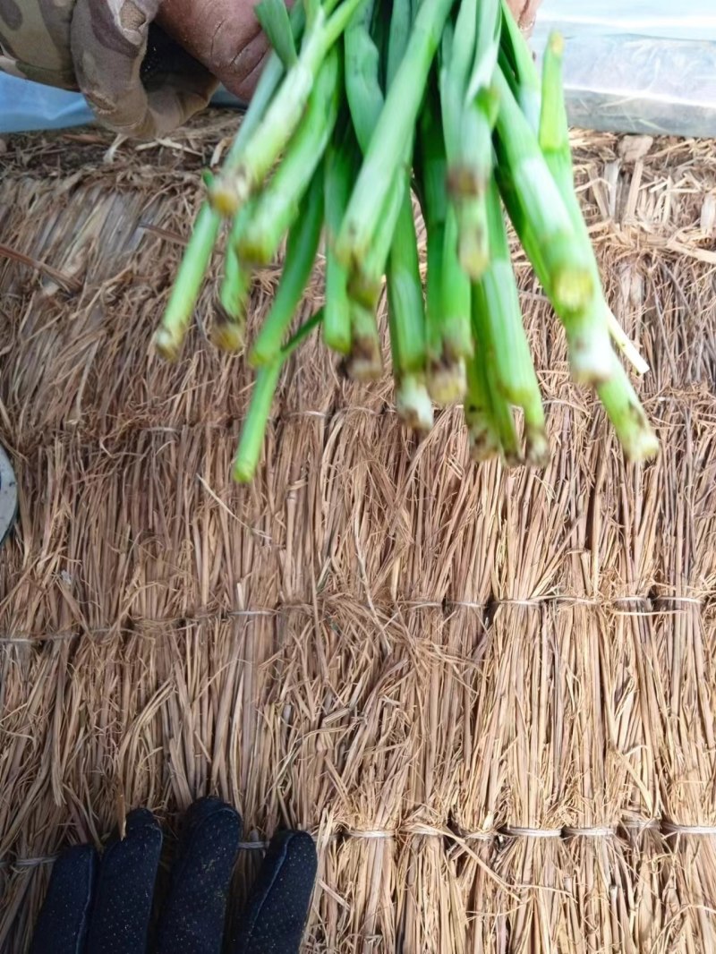 精品韭菜烟卷粗的好韭菜