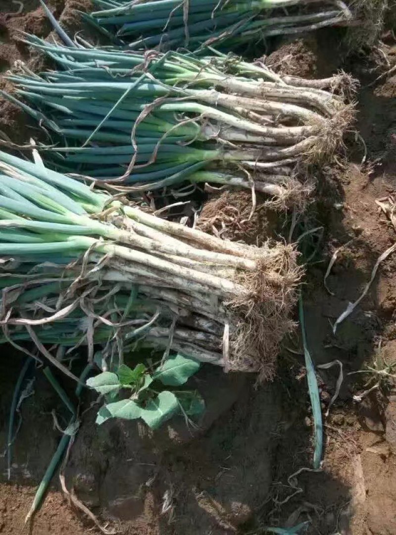 【热卖推荐】山东滕州，铁杆钢葱，保质保量，可视频看货