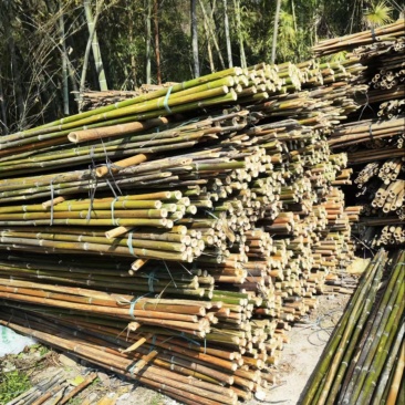 【精品竹子】竹竿菜架产地直销支持定制尺寸欢迎采购咨询