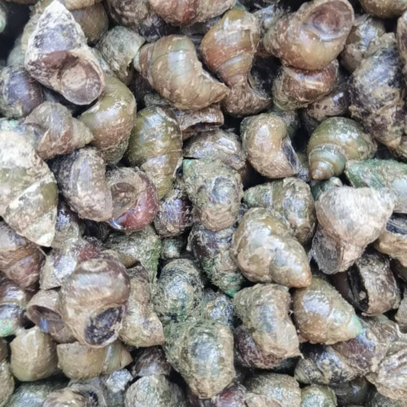 湖北洪湖，清水养殖田螺，规格齐全，货源充足，价格美丽。