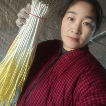 山东沂源蒜黄大量直供产地头茬货源现割现装车