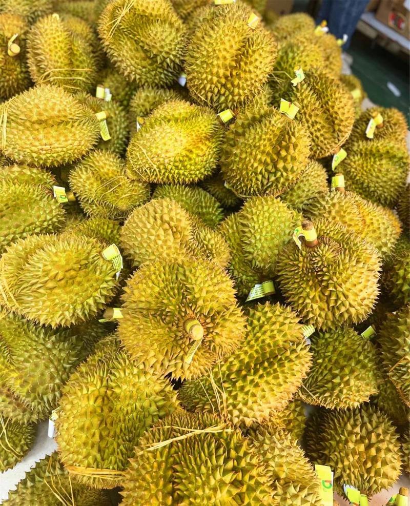 金枕榴莲一手批发价格，A果保5房，坏果包赔，货到付款