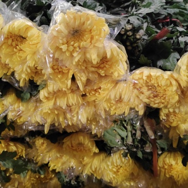 今天菊花