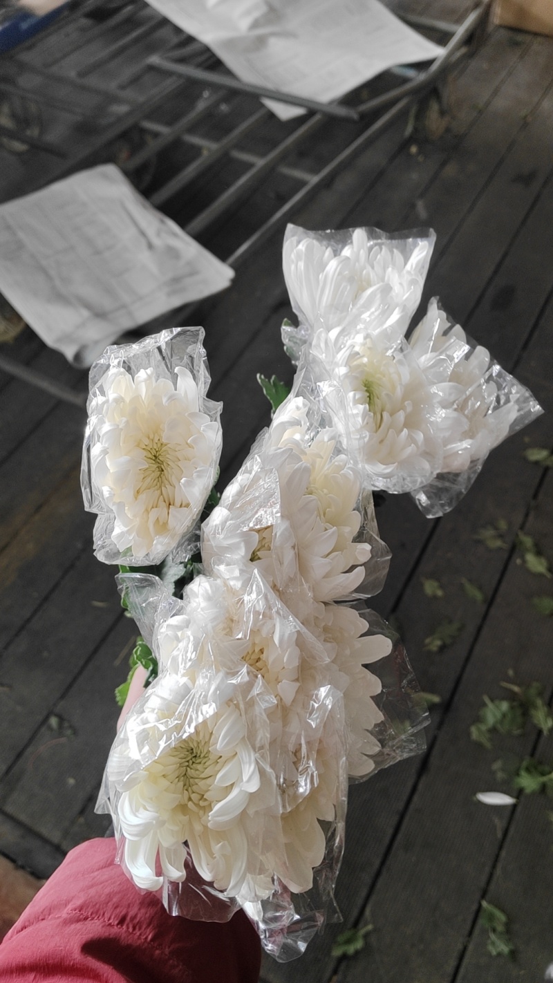 今天菊花