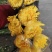 今天菊花