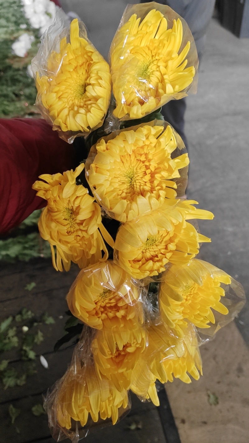 今天菊花