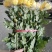 今天菊花