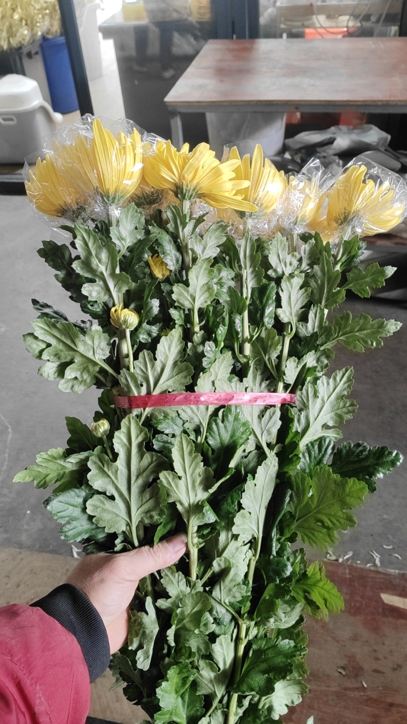 今天菊花