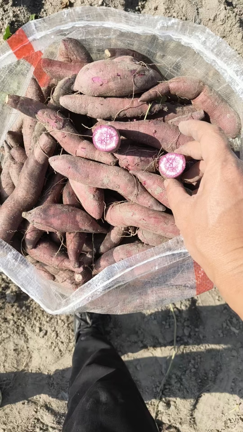 精品一点红番薯软糯香甜货源充足质量保证欢迎选购