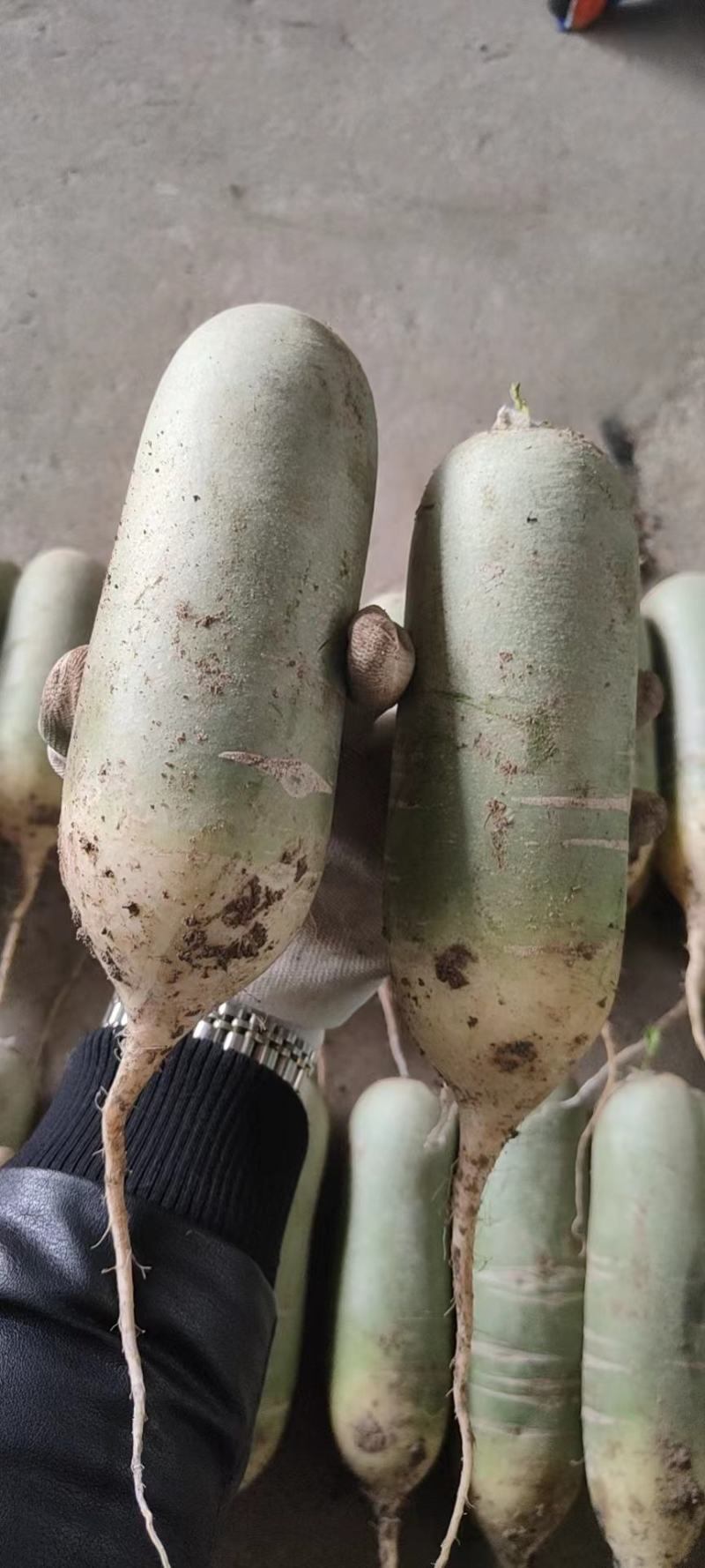 大量供应里外绿水果萝卜商超加工厂酱菜厂电商货