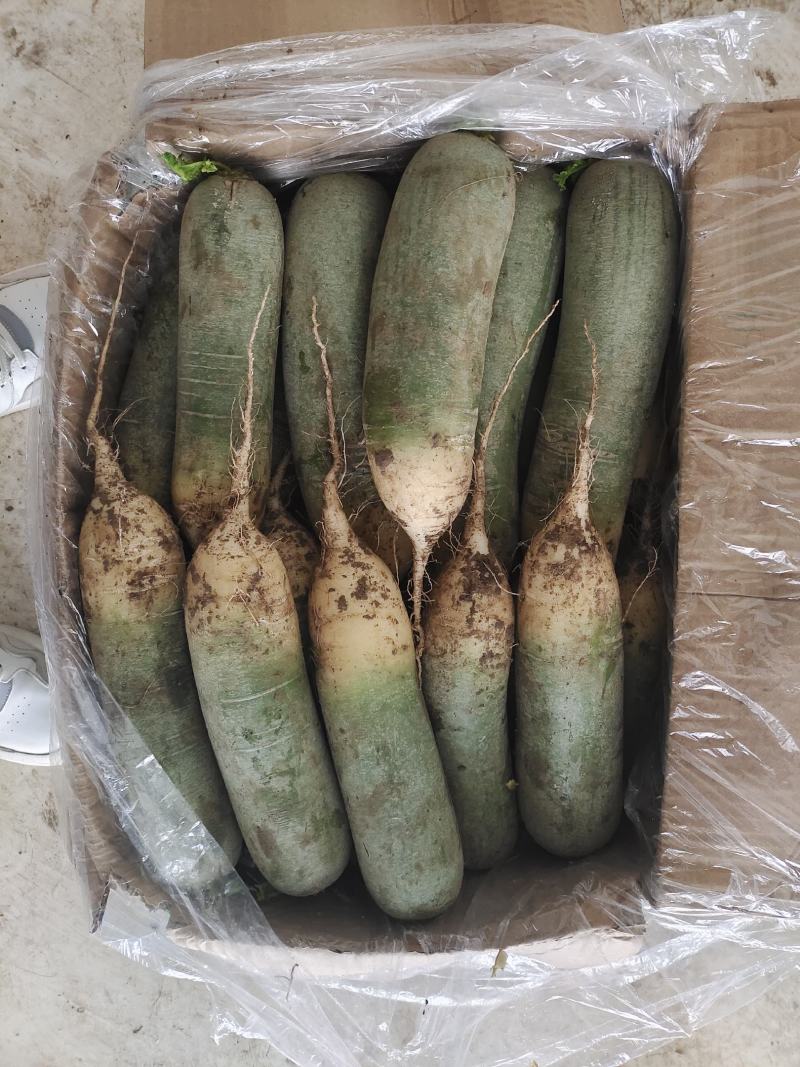大量供应里外绿水果萝卜商超加工厂酱菜厂电商货