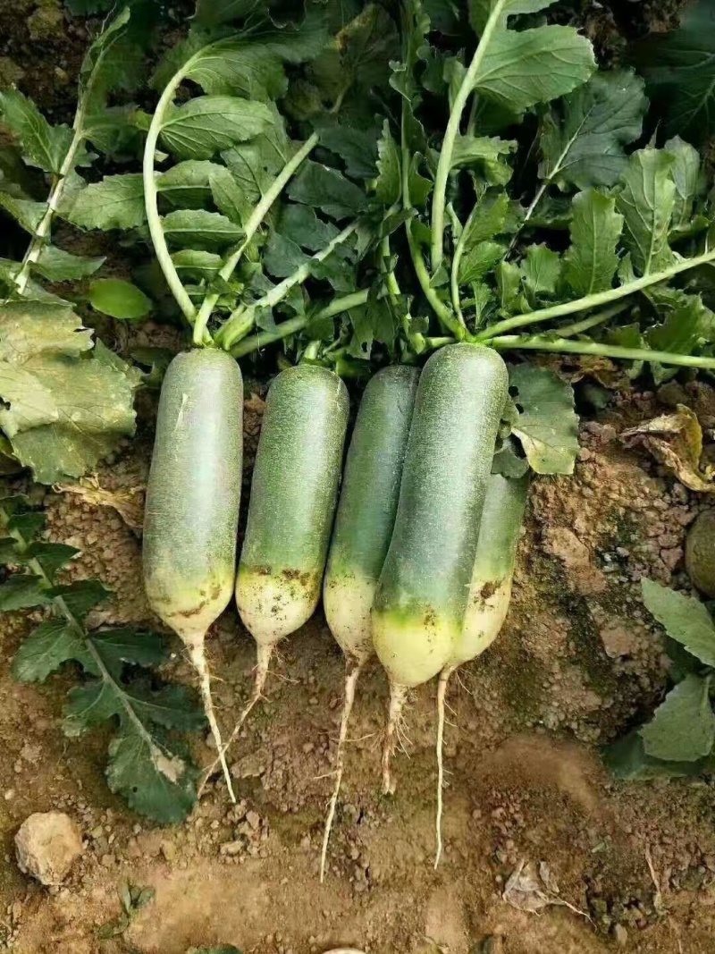 大量供应里外绿水果萝卜商超加工厂酱菜厂电商货