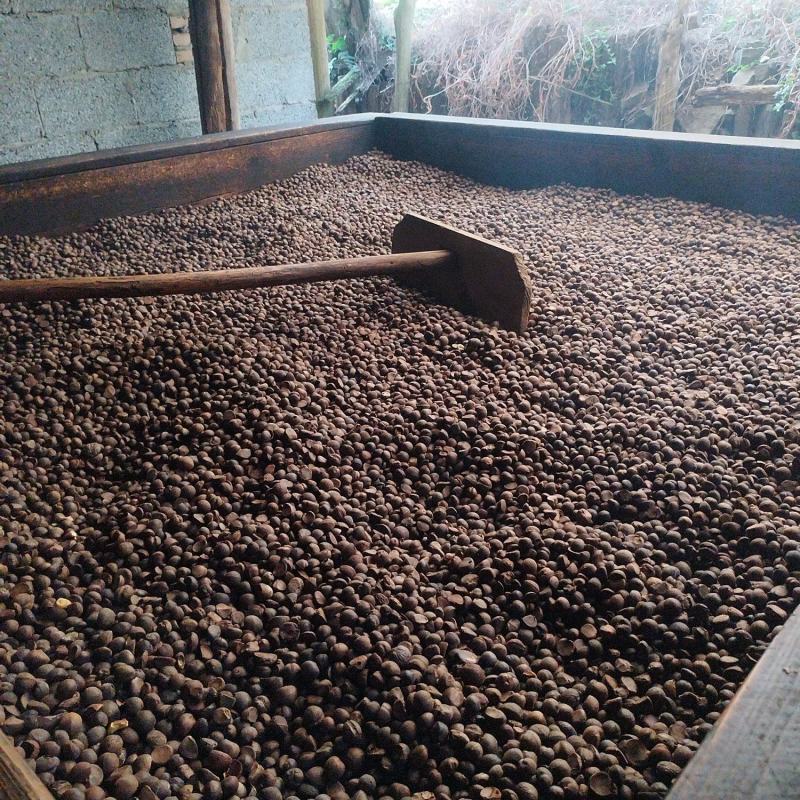 纯野生高山小籽茶油