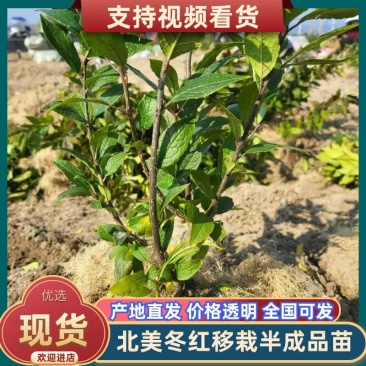 福建冬青冬红移栽半成品苗本人从业三十余年诚信经营