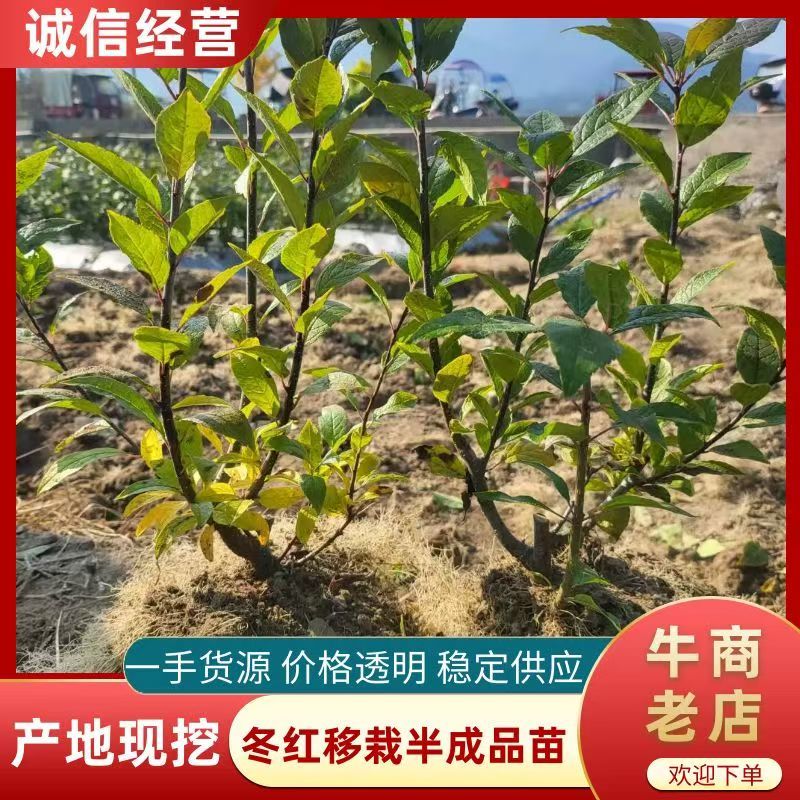 福建冬青冬红移栽半成品苗本人从业三十余年诚信经营