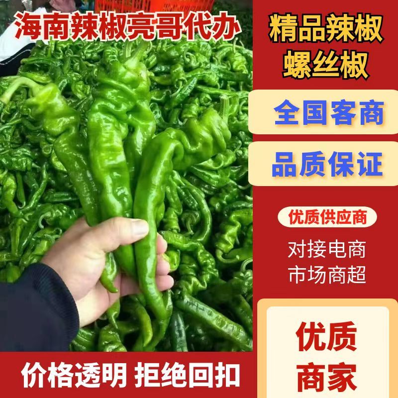 海南精品螺丝椒货源充足质量保障电商直发诚信经营！