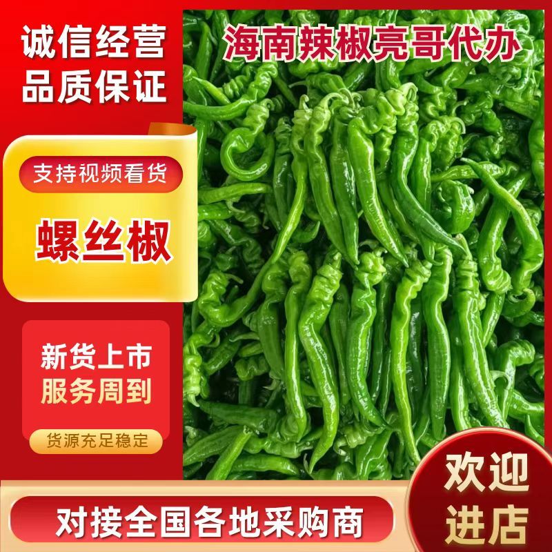海南精品螺丝椒货源充足质量保障电商直发诚信经营！