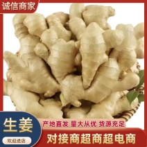 姜种充足，产地直发，诚信经营，欢迎客商来电