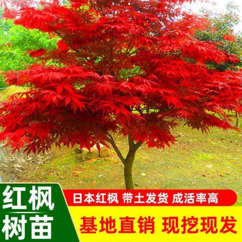 红枫苗红舞姬红枫苗三季红枫中国红枫苗鸡爪槭苗枫树苗
