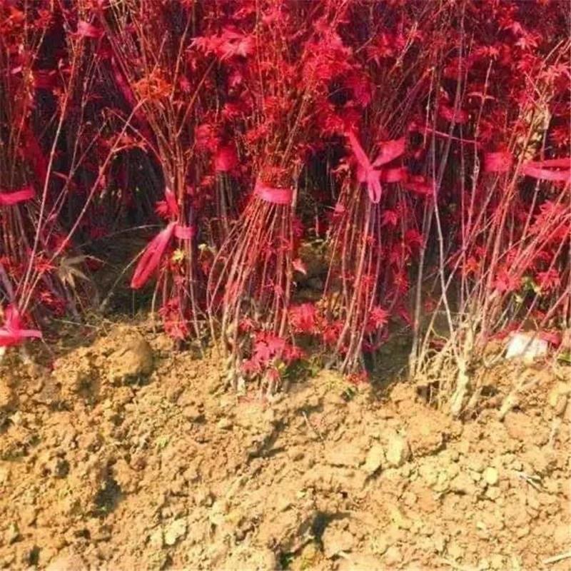 红枫苗红舞姬红枫苗三季红枫中国红枫苗鸡爪槭苗枫树苗