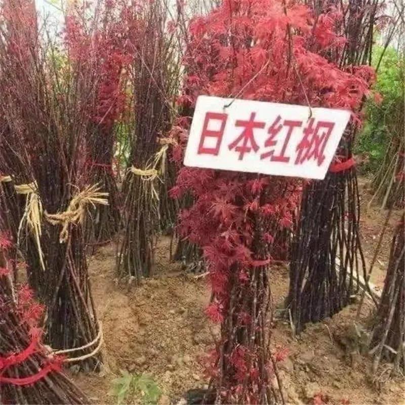 红枫苗红舞姬红枫苗三季红枫中国红枫苗鸡爪槭苗枫树苗