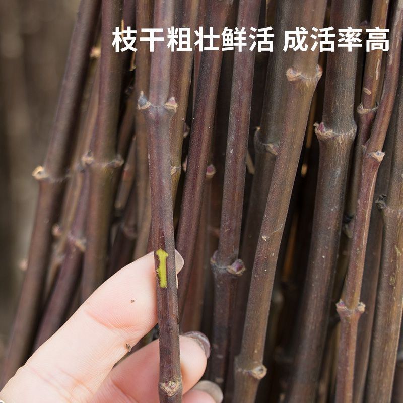 红枫苗红舞姬红枫苗三季红枫中国红枫苗鸡爪槭苗枫树苗