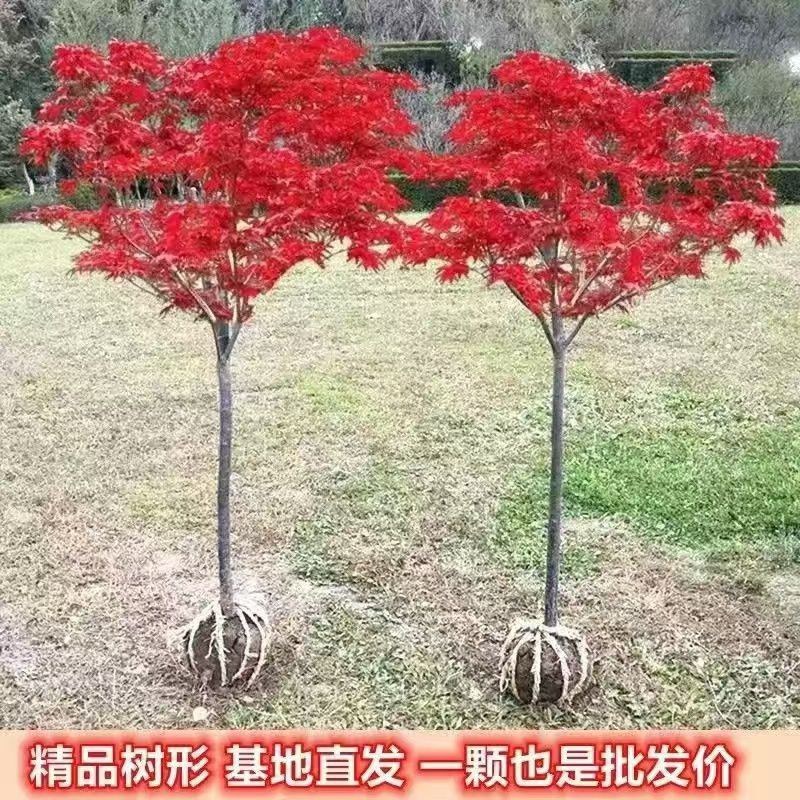 红枫苗红舞姬红枫苗三季红枫中国红枫苗鸡爪槭苗枫树苗