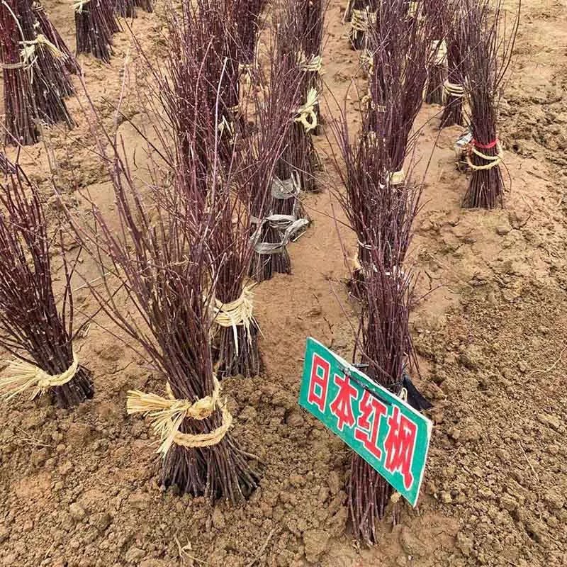 红枫苗红舞姬红枫苗三季红枫中国红枫苗鸡爪槭苗枫树苗
