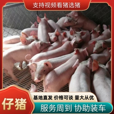 仔猪苗繁育基地，仔猪10—60公斤品种齐全防疫完善