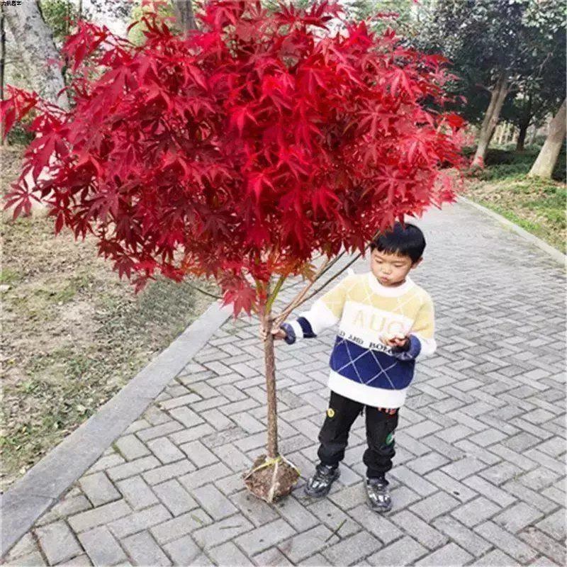 三季红枫树苗小苗四季红美国红舞姬盆栽三季红红枫盆景庭院风