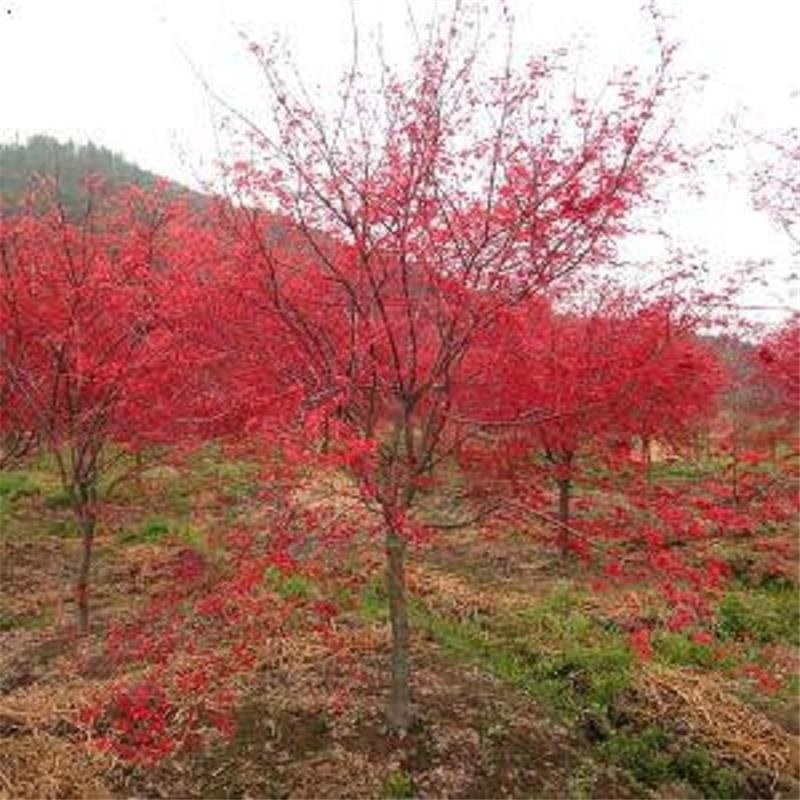 三季红枫树苗小苗四季红美国红舞姬盆栽三季红红枫盆景庭院风