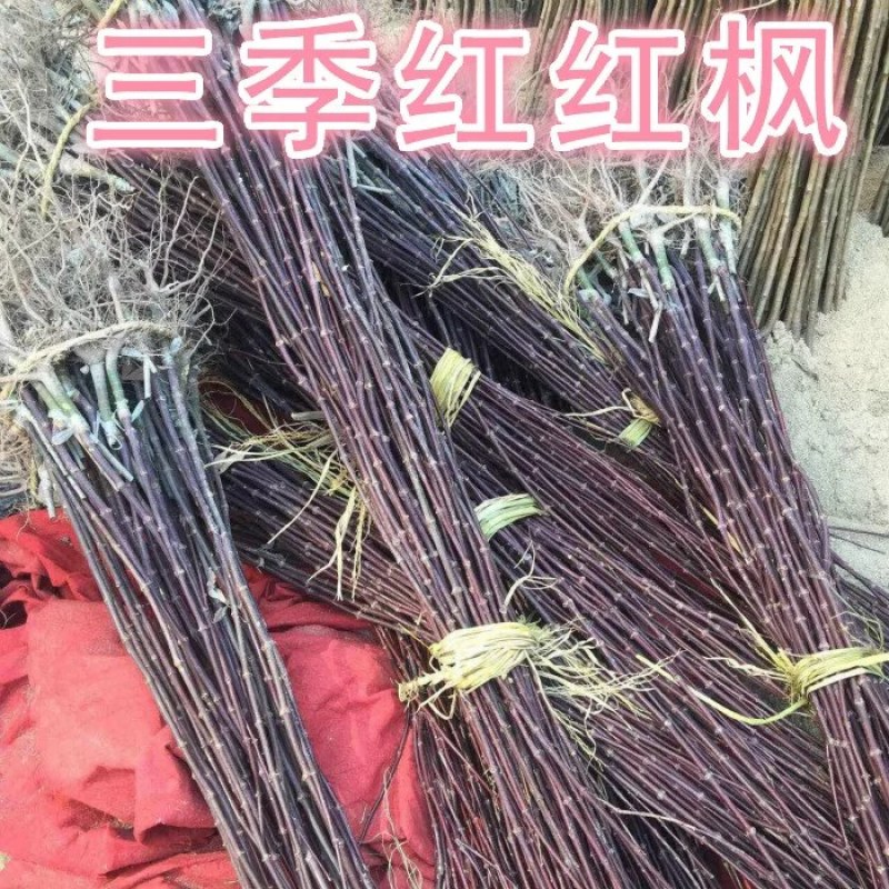 三季红枫树苗小苗四季红美国红舞姬盆栽三季红红枫盆景庭院风