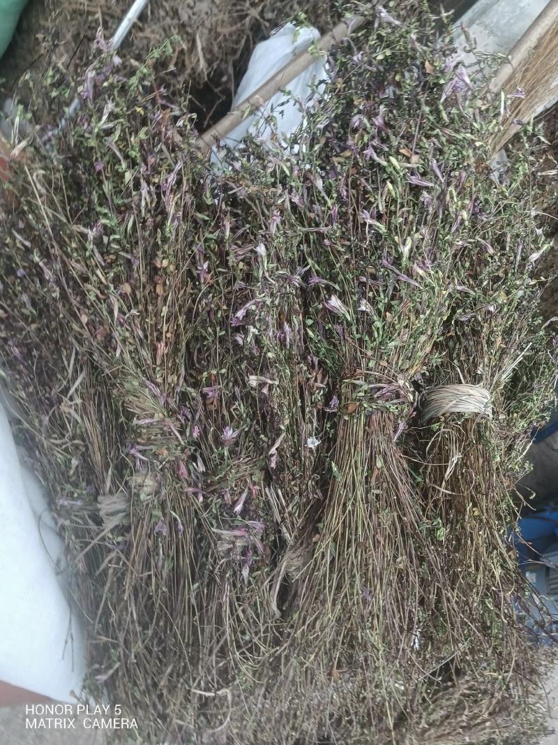 龙胆草