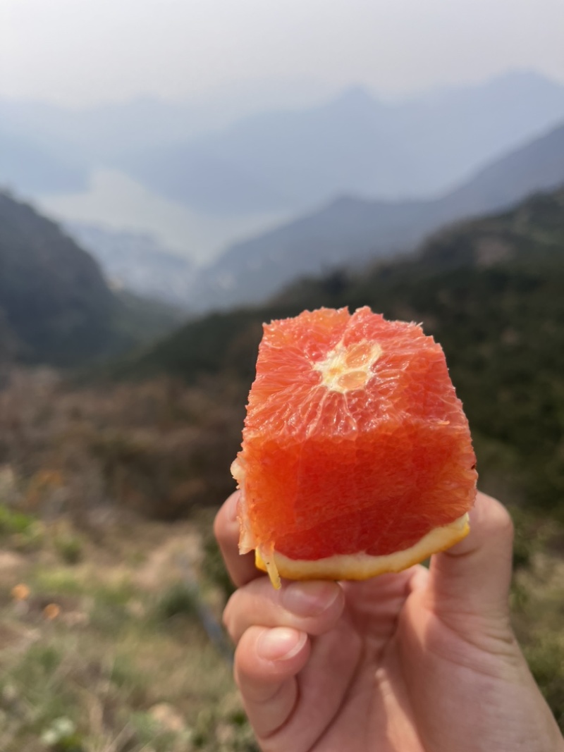 【主推中华红血橙】产地大量货源质量保证可以联系我