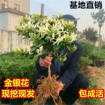 山东正宗四季金银花树苗盆栽绿植药用庭院大面积室内外种植耐