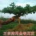 山东正宗四季金银花树苗盆栽绿植药用庭院大面积室内外种植耐