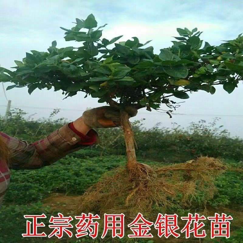 山东正宗四季金银花树苗盆栽绿植药用庭院大面积室内外种植耐