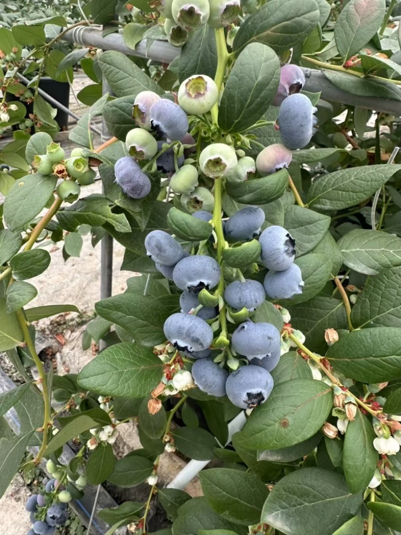 大凉山特甜L25玫瑰花香蓝莓