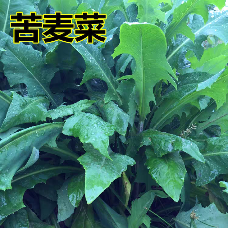 苦荬菜厂家资源批发价全国发货价格便宜欢迎下单咨询
