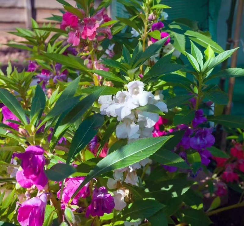凤仙花厂家资源批发价全国发货价格便宜欢迎下单咨询
