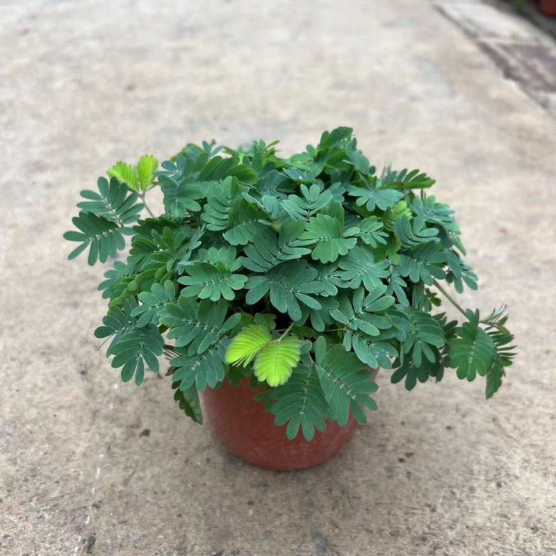 精品含羞草优质含羞草